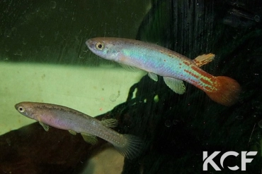 Anablepsoides erberi caquetà COLFGMRR 20-04 couple adulte 