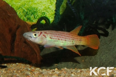 Epiplatys sp. Boumayombi COCCA 19-09 male adulte 