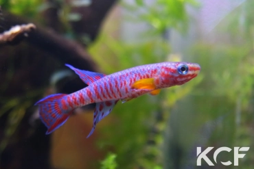 Aphyosemion elberti Batibo ADL 13-22 male adulte 