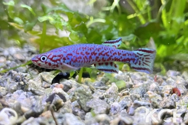 Scriptaphyosemion wieseae Lenghe-Curoh SL 93-37 male adulte 