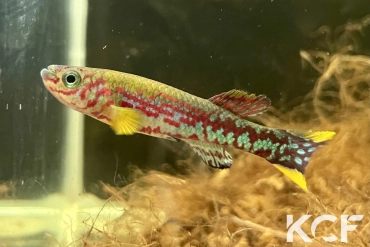 Fundulopanchax mirabilis traudeae Manyemen - Ebanga male adulte 