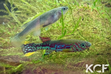 Fundulopanchax mirabilis traudeae Manyemen - Ebanga couple adulte 