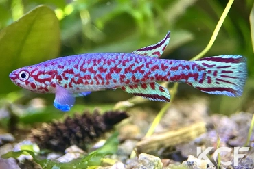 Scriptaphyosemion wieseae Lenghe-Curoh SL 93-37 male adulte 