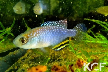 Hypsolebias trifasciatus Santa Rita de Cassia BR 14-02 male adulte 