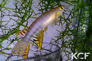 Aphyolebias peruensis Canta Gallo Iquitos PCCC 17-02 male adulte 