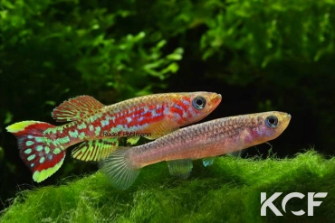 Fundulopanchax mirabilis traudeae Ebanga C 04 couple adulte 