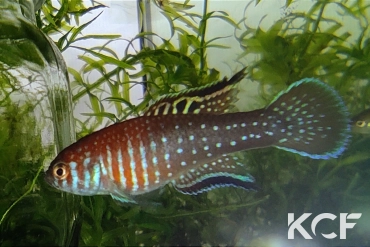 Simpsonichthys boitonei Brasilia male adulte 