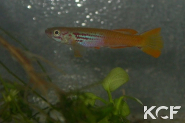 Aphyosemion aff. louessense Ingolo- Iwayi COFE 10-18 male adulte 