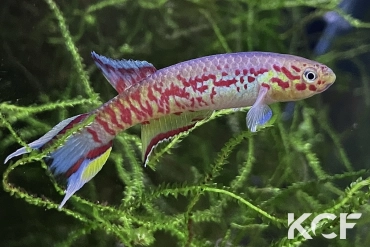 Aphyosemion sp. Wézé GLC 14 male adulte 