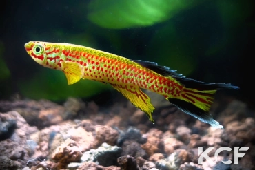 Aphyosemion fellmanni Ntoba FCCO 13-15 male adulte 