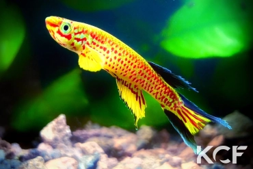 Aphyosemion fellmanni Ntoba FCCO 13-15 male adulte 