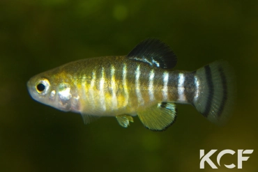 Anatolichthys anatoliae anatoliae  male adulte 