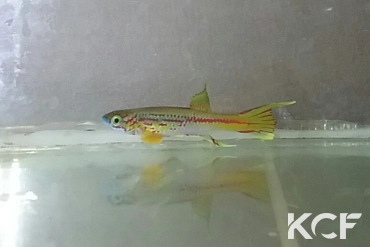 Aphyosemion aff. louessense Lekong COCOCC 21-11 male adulte 