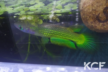 Aplocheilus lineatus Doré male adulte 