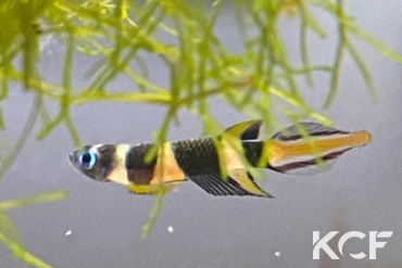 Pseudepiplatys annulatus CIA 2022 male adulte 