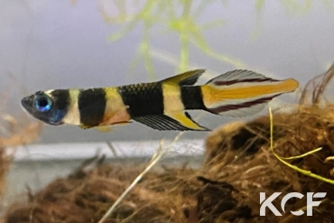 Pseudepiplatys annulatus CIA 2022 male adulte 