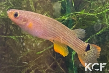 Laimosemion rectocaudatus CIR 2020 femelle adulte 