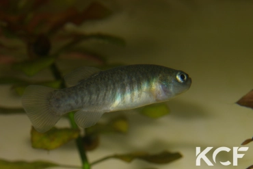 Tellia apoda  femelle adulte 