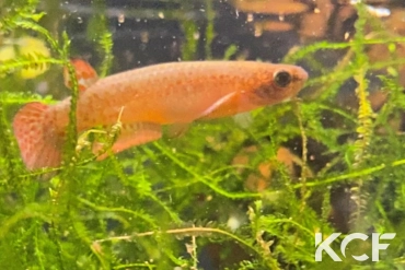 Anablepsoides sp. BR 19-03 male sub adulte 