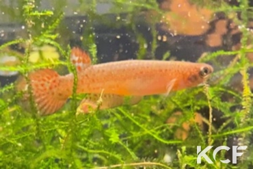 Anablepsoides sp. BR 19-03 male sub adulte 