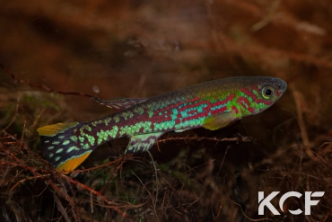 Fundulopanchax mirabilis traudeae Manyemen - Ebanga male adulte 