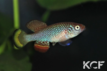 Nothobranchius hassoni Bukena  DRCH 08-10 male adulte 