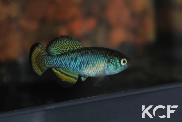 Nothobranchius hassoni Bukena  DRCH 08-10 male adulte 