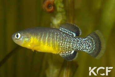 Tellia apoda  male adulte 