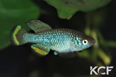 Nothobranchius hassoni Bukena  DRCH 08-10 male adulte 