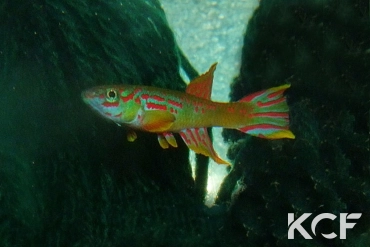 Aphyosemion sp. Lelemba COCOCC 21-32 male adulte 