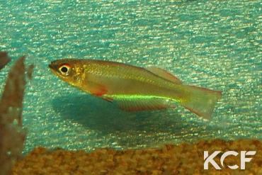 Plataplochilus mimus