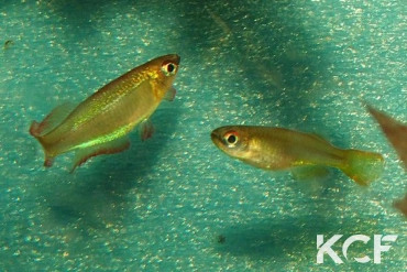 Plataplochilus mimus No Ayong GLC 13 couple adulte 