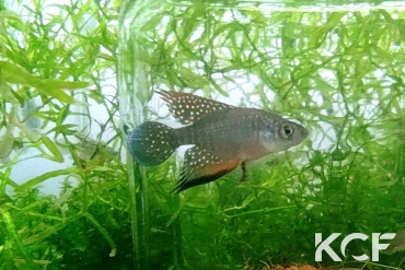 Hypsolebias faouri Hypsolebias faouri Prazeres BR 14-01 male sub adulte 