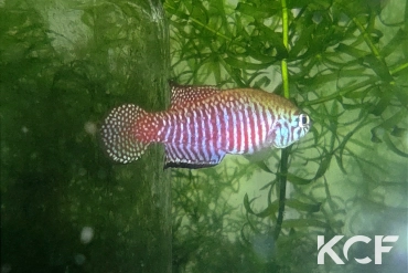 Simpsonichthys margaritatus Seranopolis HVP 16-24 male adulte 