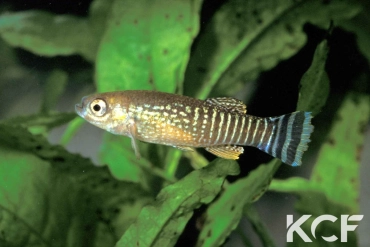 Aphaniops dispar Lac Assal male adulte 