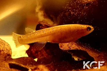 Kryptolebias sp. aff. heyei Bon Goût GT 15-01 femelle adulte 