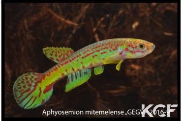 Aphyosemion mitemelense  male adulte 