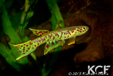 Aphyosemion plagitaenium Epoma RPC 91-01 male adulte 