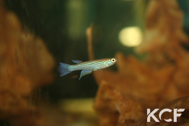 Fenerbahce formosus Owondo CBC 2022 male adulte 