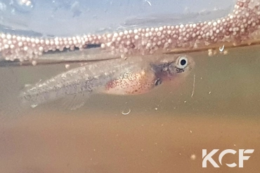 Kryptolebias sp. aff. heyei Bon Goût GT 15-01 femelle alevin 
