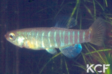 Aphanius fasciatus  male adulte 