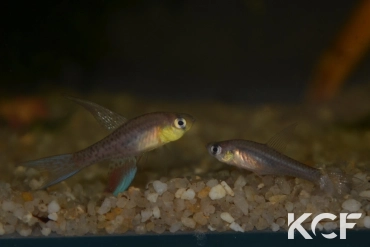 Terranatos dolichopterus Isla Raton upper Orinoco RDB 92-22 couple adulte 