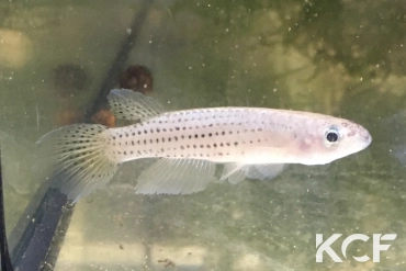 Epiplatys aff. singa Kamkat COCCA 19-19 male adulte 