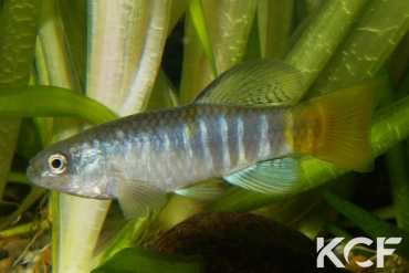 Aphanius fasciatus  male adulte 