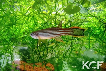 Renova oscari Puerto Concordia COGM 21-15 male adulte 