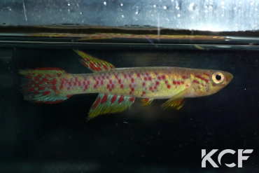 Aphyosemion plagitaenium Epoma CBC 2022 male adulte 