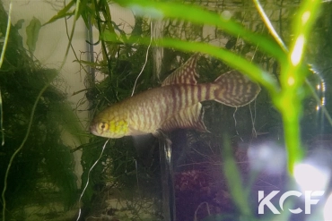 Xenurolebias cricarensis Conceiçao da Barra male adulte 