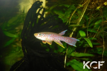 Aphyosemion chauchei Ouesso forêt CBC 2022 male adulte 