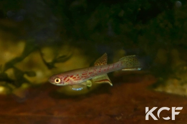 Aphyosemion pascheni pascheni Bidou 1 ABK 07-167 male sub adulte 