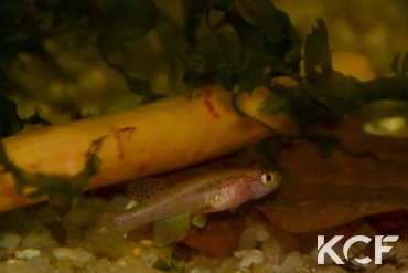 Aphyosemion pascheni pascheni Bidou I ABK 07-191 femelle sub adulte 